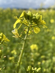 Rhamphospermum arvense