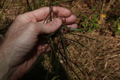 Dodonaea stenophylla