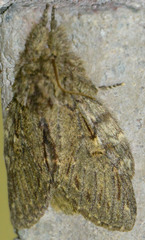 Peridea anceps