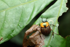 Scybalocanthon pygidialis