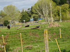 Porphyrio melanotus melanotus