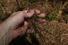 Dodonaea stenophylla