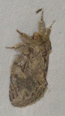 Peridea anceps