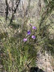 Thelymitra ixioides