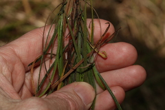 Dodonaea stenophylla