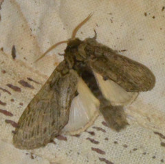 Peridea anceps