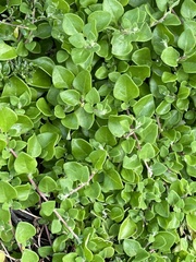 Tetragonia