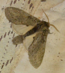 Peridea anceps