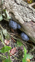 Daldinia concentrica