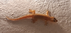 Hemidactylus brookii