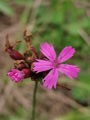 Dianthus pontederae