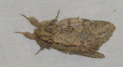 Peridea anceps