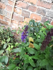 Salvia