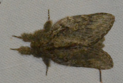 Peridea anceps