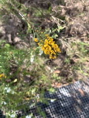 Dillwynia floribunda