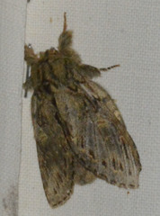 Peridea anceps