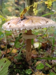 Macrolepiota procera