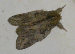 Peridea anceps