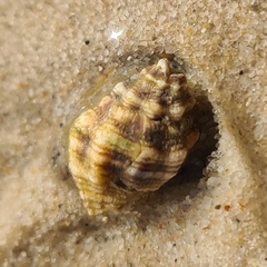 Neogastropoda