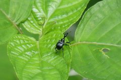 Cycnotrachelodes