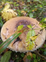 Macrolepiota procera