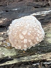 Fomitopsis pinicola