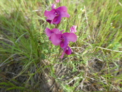 Swainsona plagiotropis