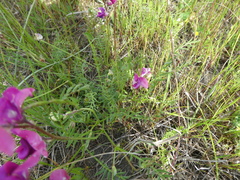 Swainsona plagiotropis