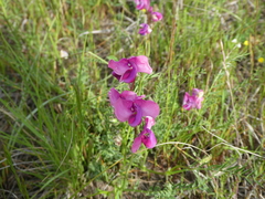 Swainsona plagiotropis