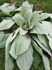 Verbascum