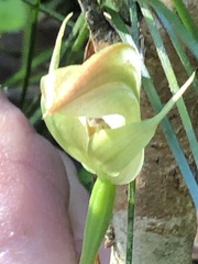 Pterostylis baptistii