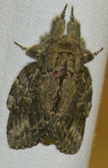 Peridea anceps