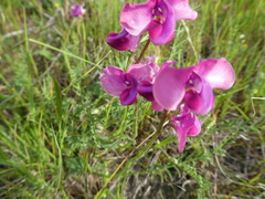 Swainsona plagiotropis