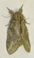 Peridea anceps