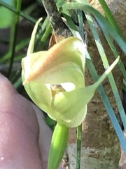 Pterostylis baptistii
