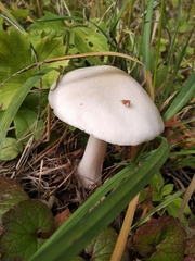 Leucoagaricus leucothites
