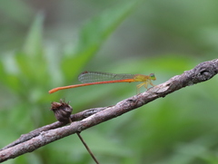 Ceriagrion auranticum