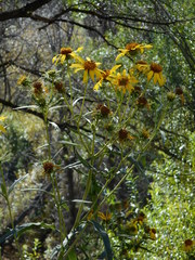 Helianthus californicus
