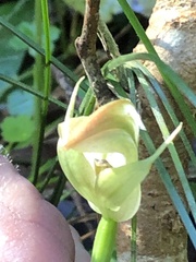 Pterostylis baptistii
