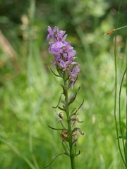 Dactylorhiza maculata