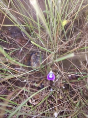 Utricularia caerulea