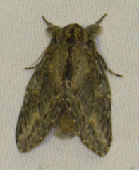 Peridea anceps