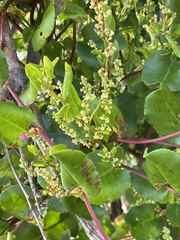 Muehlenbeckia adpressa