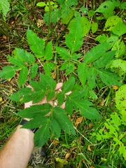 Angelica triquinata
