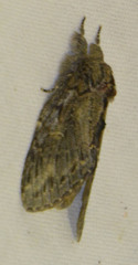 Peridea anceps