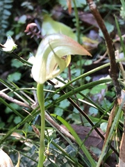Pterostylis baptistii