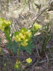 Pimelea flava