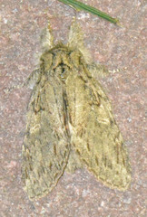 Peridea anceps