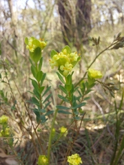 Pimelea flava