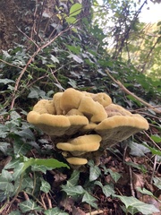 Phaeolus schweinitzii